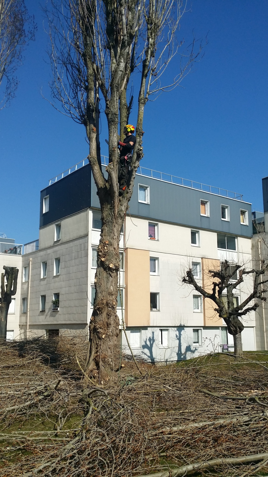 ouvrier sur un arbre