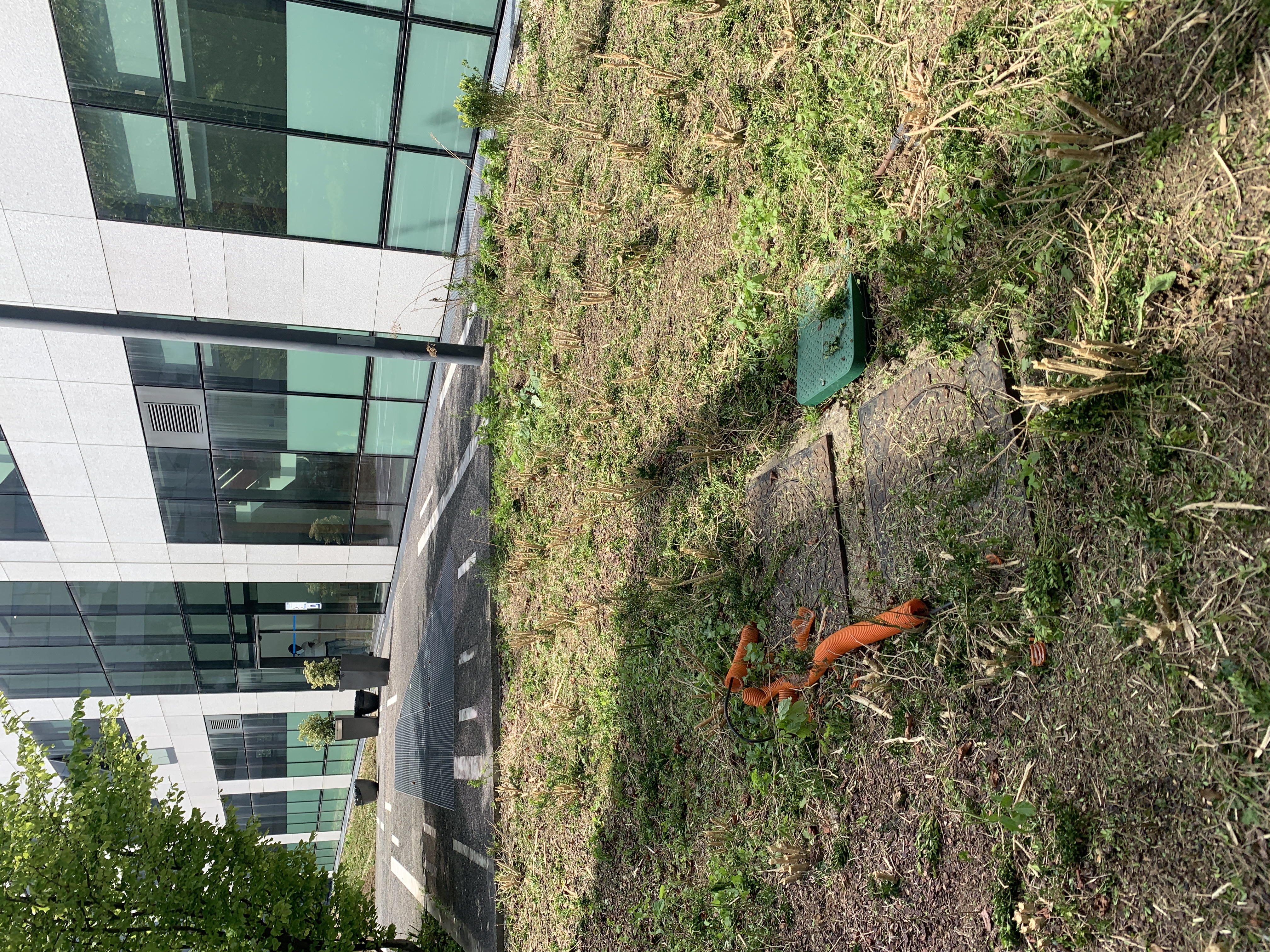 herbe